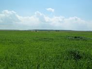 Кураж з panoramio.com