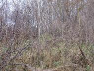 Сиваківці з panoramio.com