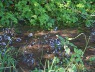 Квіткове з panoramio.com