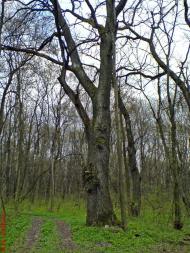 Клин з panoramio.com