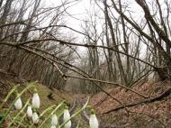 Земляничне з panoramio.com