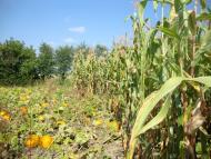 Кукавка з panoramio.com