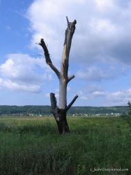 Нові Безрадичі з panoramio.com