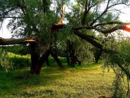 Жовте з panoramio.com