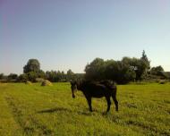 Галків з panoramio.com