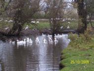 Травневе з panoramio.com