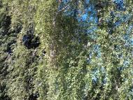 Оленівка з panoramio.com