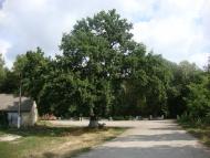 Серебринці з panoramio.com