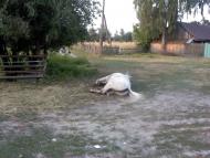 Гайове з panoramio.com