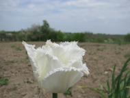 Бубнівка з panoramio.com