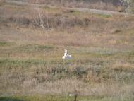 Козлове - Останні фото