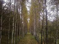 Попільня з panoramio.com