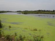 Дніпровка з panoramio.com