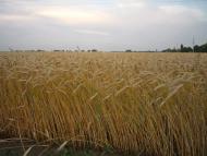 Ревне з panoramio.com