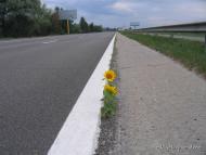 Великі Дмитровичі з panoramio.com