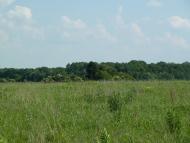 Кураж з panoramio.com