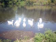 Фащівка з panoramio.com