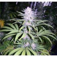 Плавське з panoramio.com