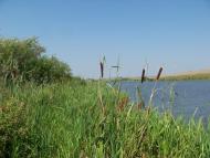 Домаморич з panoramio.com