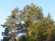 Грем'яче з panoramio.com