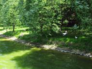 Лісові Сорочинці з panoramio.com