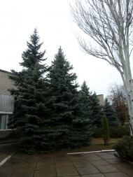 Куліші з panoramio.com