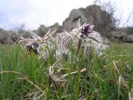 Завтурове з panoramio.com