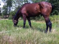 Барабой з panoramio.com