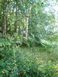 Вільха з panoramio.com