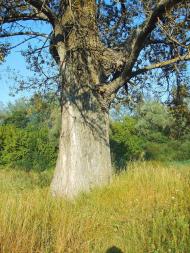 Малі Будища з panoramio.com