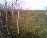 Зуровка - Последние фото