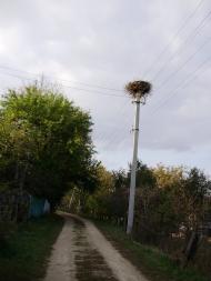 Ситники з panoramio.com