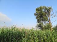 Кириківка з panoramio.com