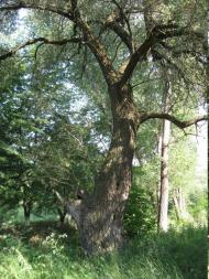 Сад з panoramio.com