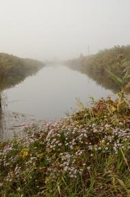 Великі Дмитровичі з panoramio.com