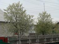 Трушки з panoramio.com