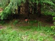 Торунь з panoramio.com