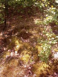 Лисняки з panoramio.com