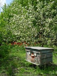 Первомайськ з panoramio.com