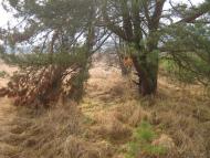 Великі Мости з panoramio.com