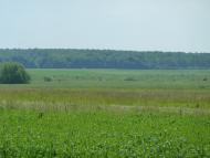 Кураж з panoramio.com