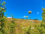 Данилове з panoramio.com