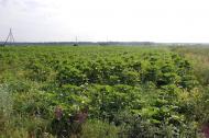 Булгаківка з panoramio.com