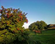 Галків з panoramio.com