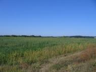 Старі Безрадичі з panoramio.com