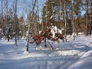 Романків з panoramio.com