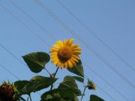 Ічня з panoramio.com