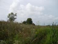 Питомник з panoramio.com