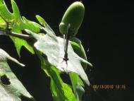 Суськ з panoramio.com