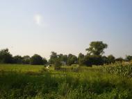 Олишівка з panoramio.com